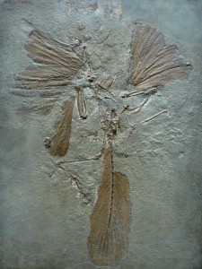 Der Archaeopteryx