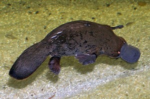 Das Schnabeltier (Foto: Stefan Kraft, verwendet unter CC BY-SA 3.0)